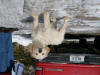 Flip Vertical